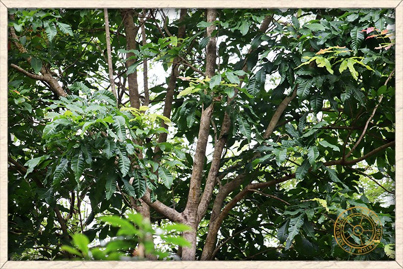 Schleichera oleosa stem arrangement