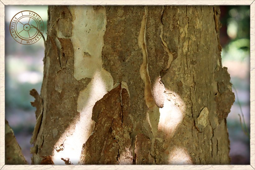 Lagerstroemia parviflora flaking bark