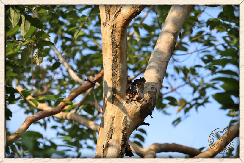 Lagerstroemia parviflora main stem with exfoliating strips of bark
