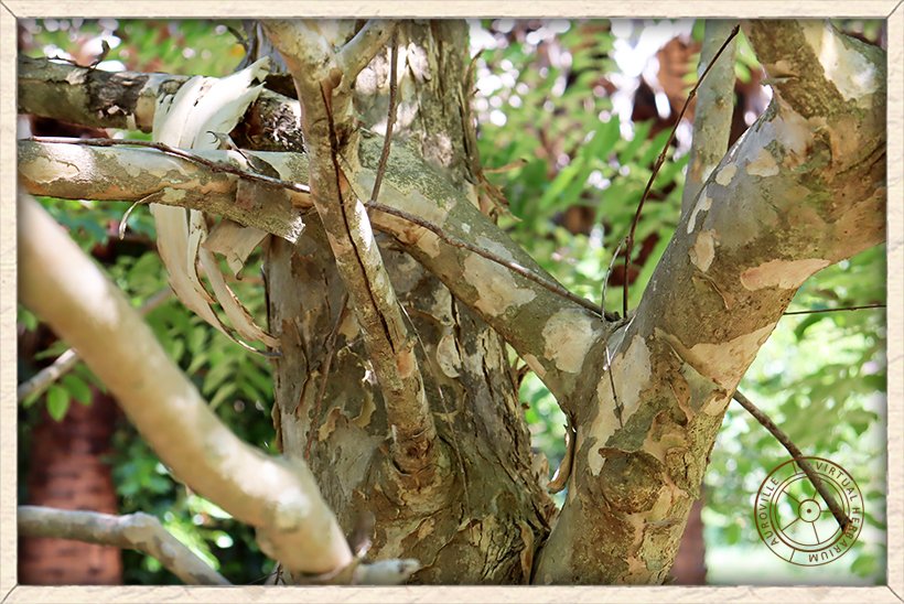 Lagerstroemia parviflora stem arrangement