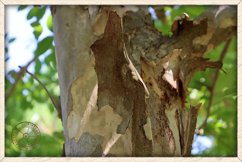 Lagerstroemia parviflora exfoliating bark