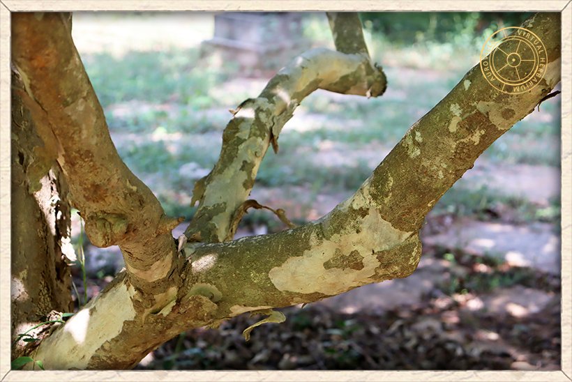 Lagerstroemia parviflora stem
