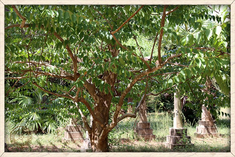 Lagerstroemia parviflora stem