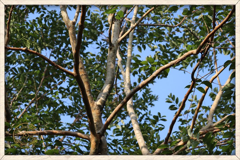 Lagerstroemia parviflora stem
