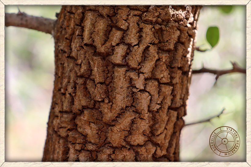 Ximenia americana scaly bark