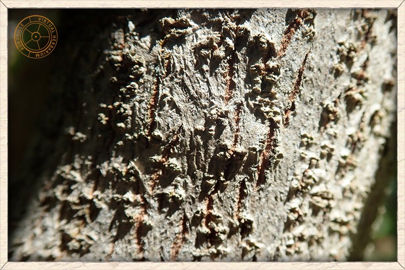 Ximenia americana rought bark