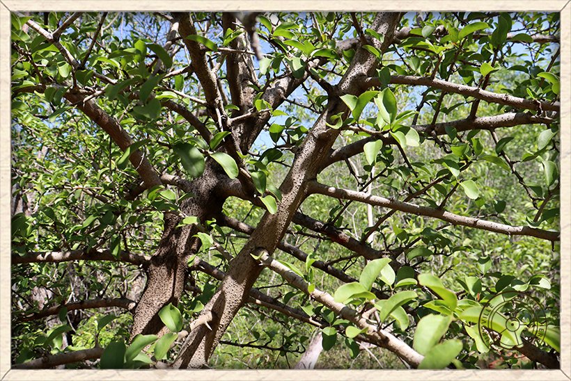 Ximenia americana stem arrangement