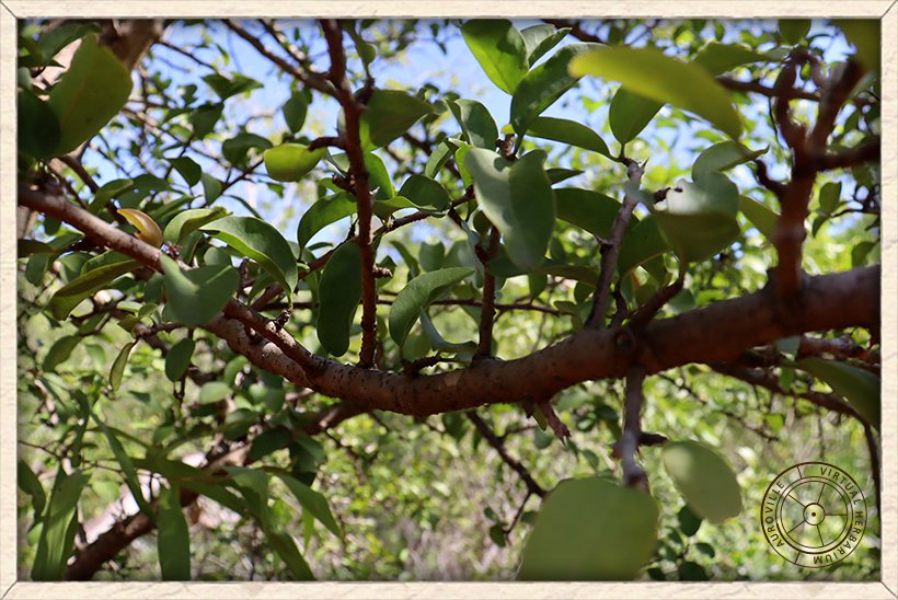 Ximenia americana straggling branch