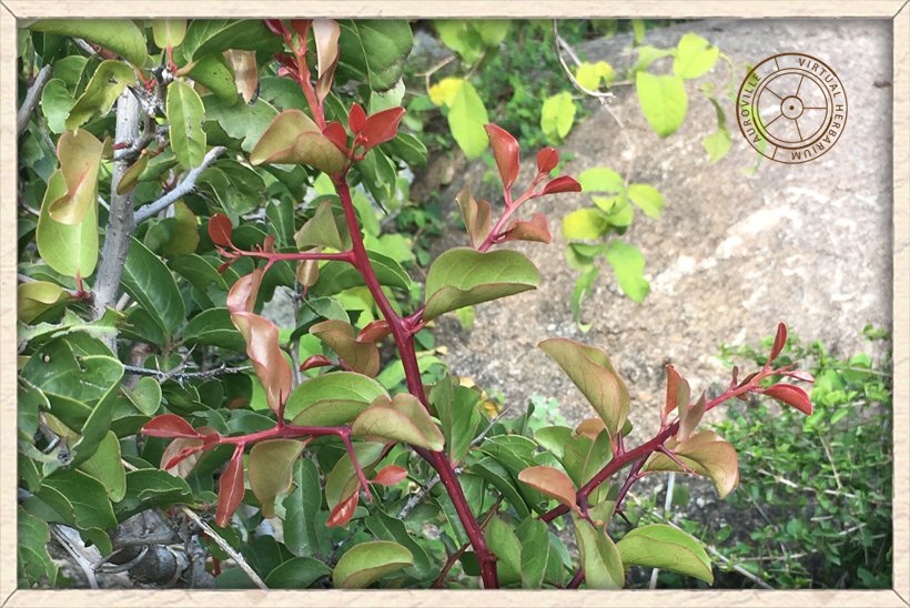 Ximenia americana young red new growth