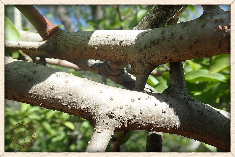 Ximenia americana smooth grey stem with numerous lenticels