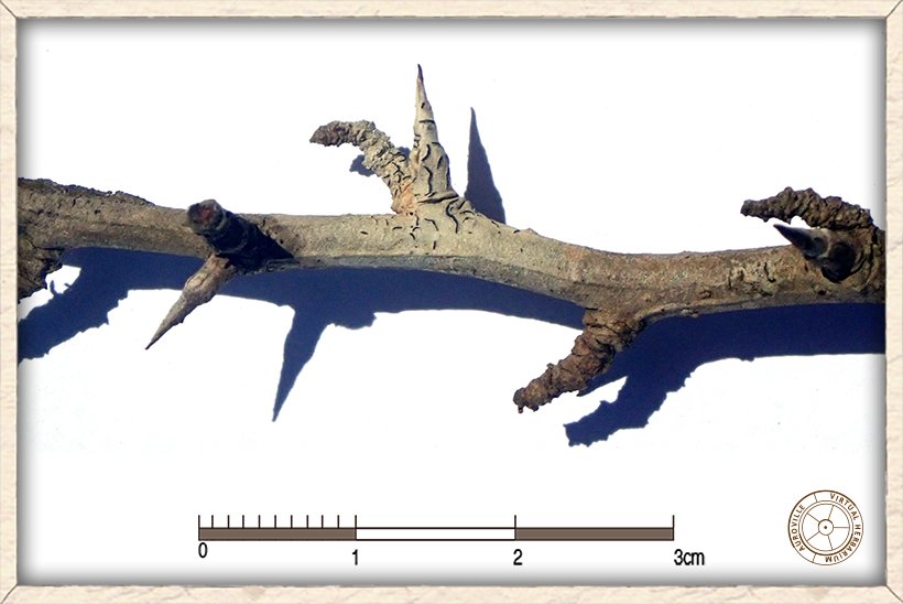 Ximenia americana straight conical thorn