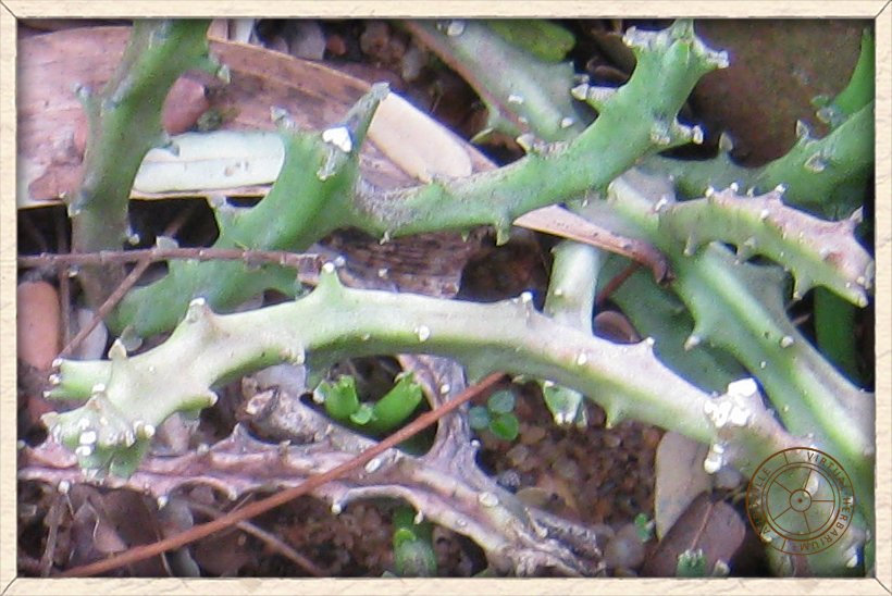 Boucerosia indica stem