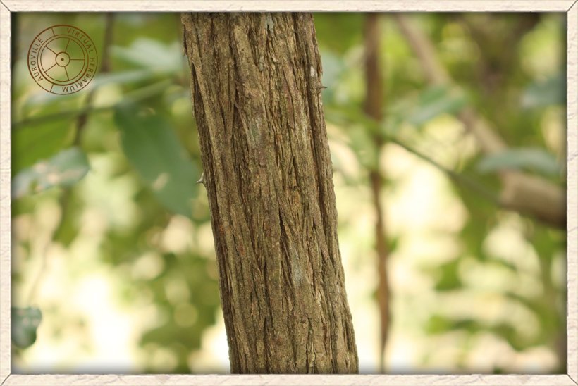 Capparis brevispina small stem with singular straight spines