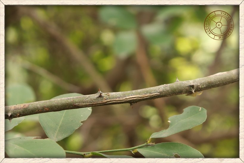 Capparis brevispina branchlet with pairs of spines