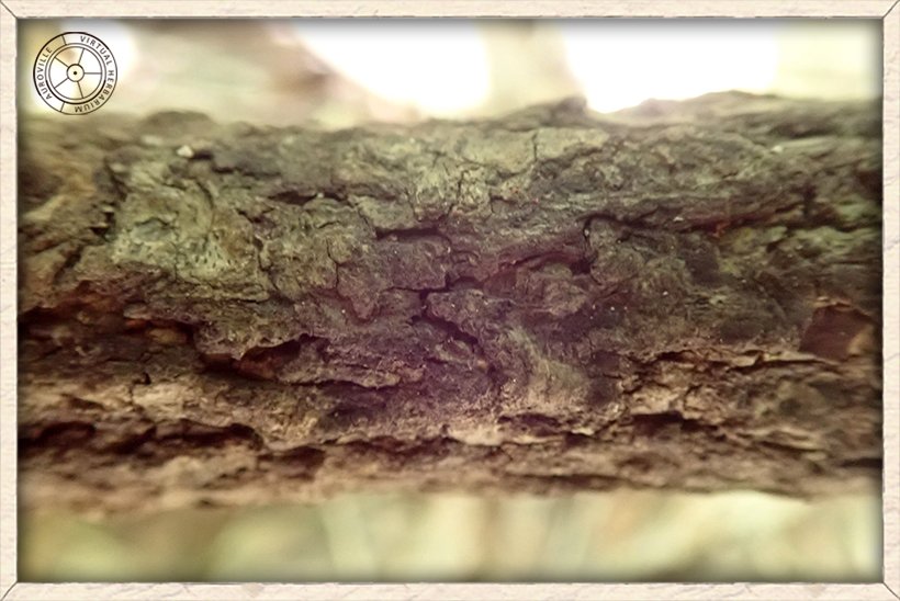 Cadaba fruticosa rough bark