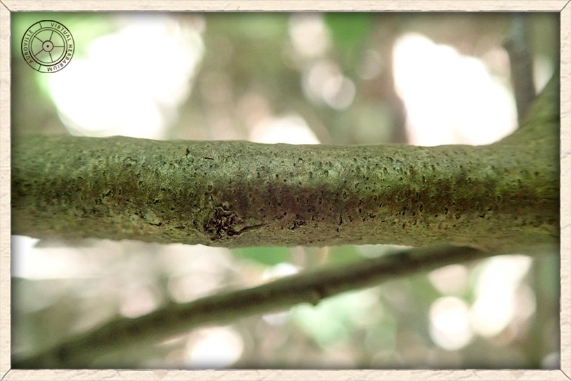 Cadaba fruticosa grey-brown stem