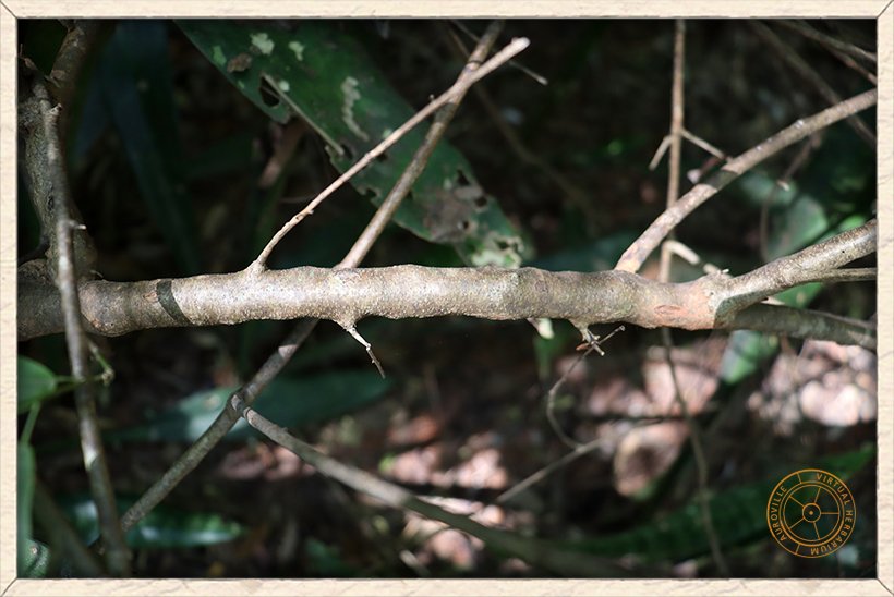 Cadaba fruticosa stem