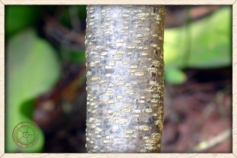 Cadaba fruticosa brown stem with white lenticels