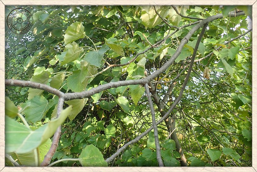 Givotia moluccana branches