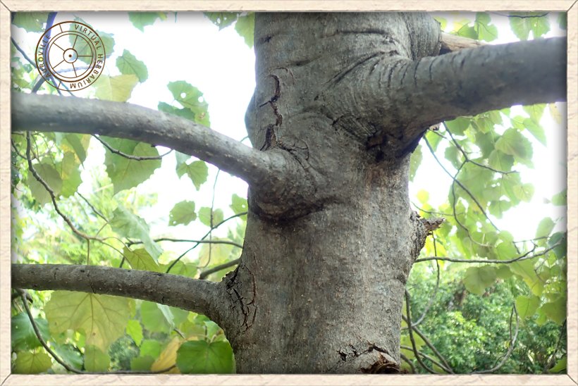 Givotia moluccana main stem