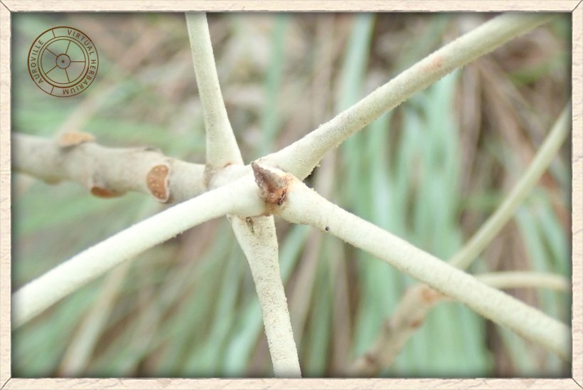 Givotia moluccana tomentose leaf petioles