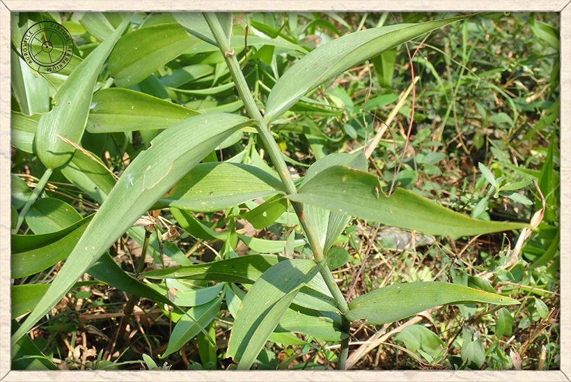 Gloriosa superba stem