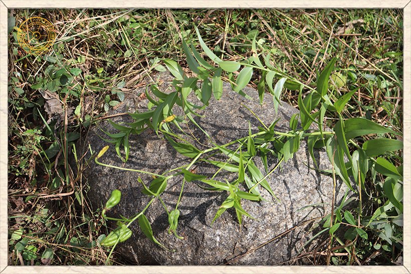 Gloriosa superba long stem