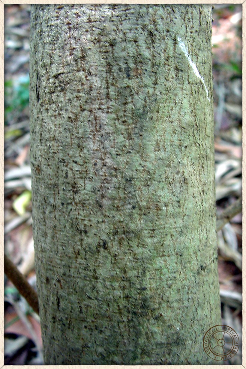 Grewia tiliifolia bark with vertical striations