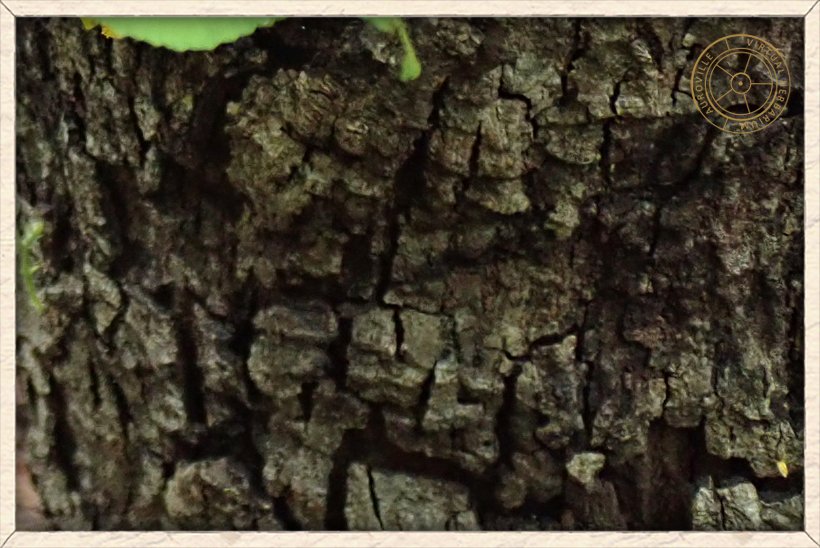 Grewia tiliifolia rough bark of an old specimen