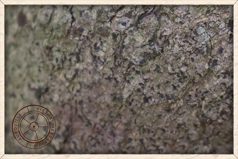 Gymnosporia emarginata bark