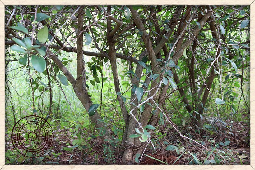 Gymnosporia emarginata stems