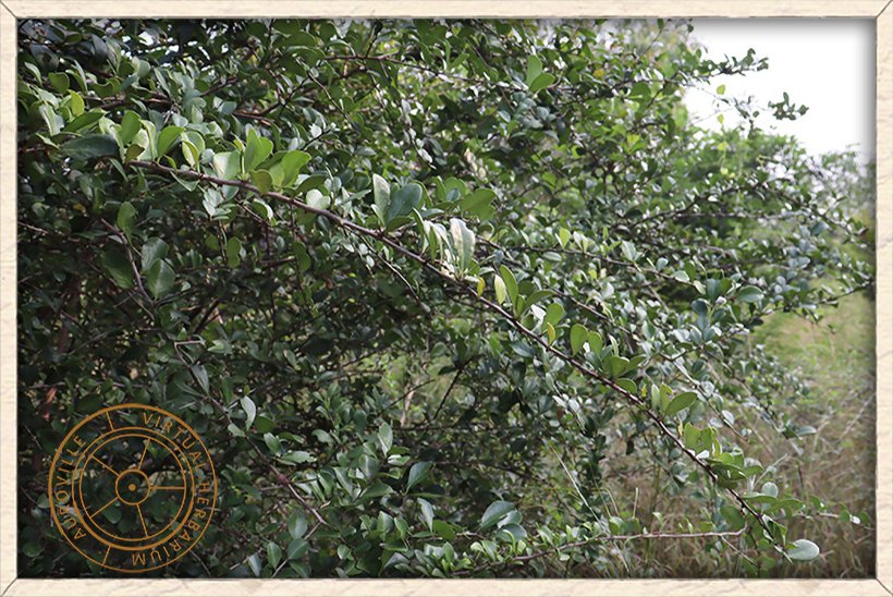 Gymnosporia emarginata branches