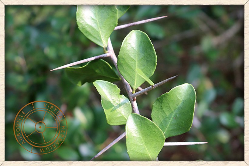 Gymnosporia emarginata leaves and thorns