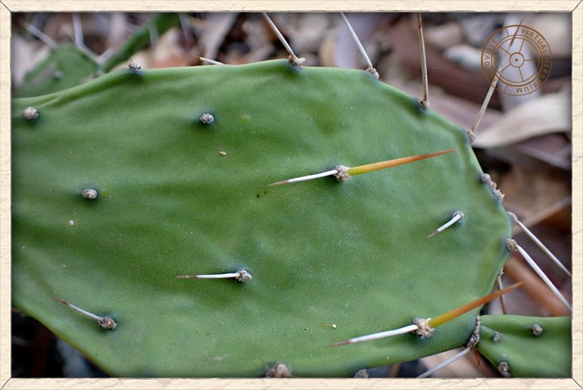 Opuntia monacanthos flat thin cladode