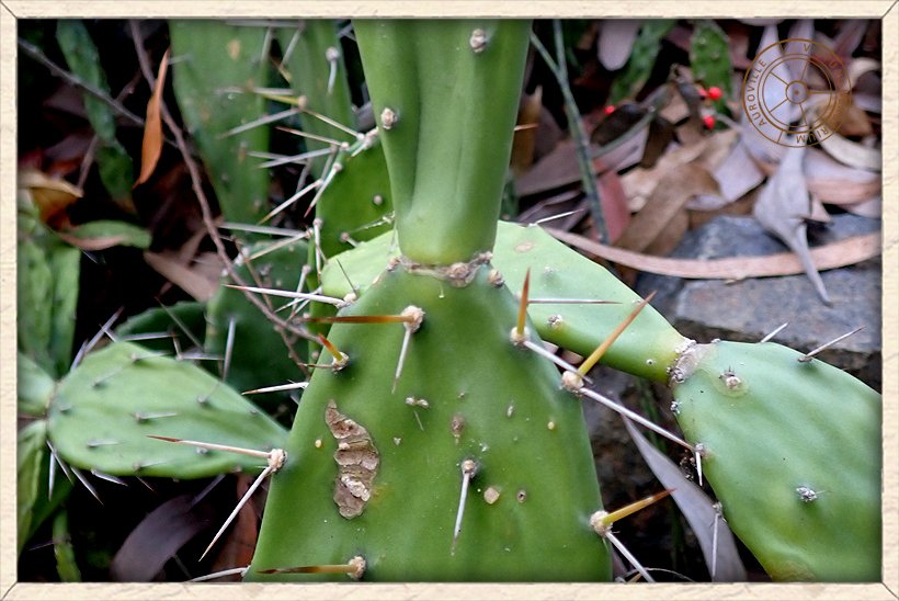 Opuntia monacanthos cladode base