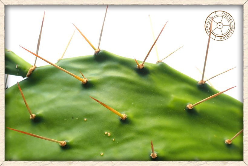 Opuntia monacanthos cladode with straight thorns