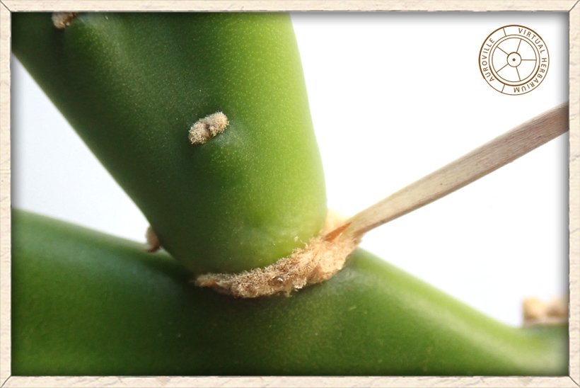 Opuntia monacanthos base of the cladode with areoles