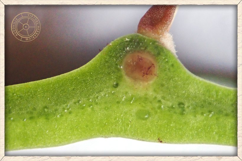Opuntia monacanthos cladode slice open to show the base of a thorn inside