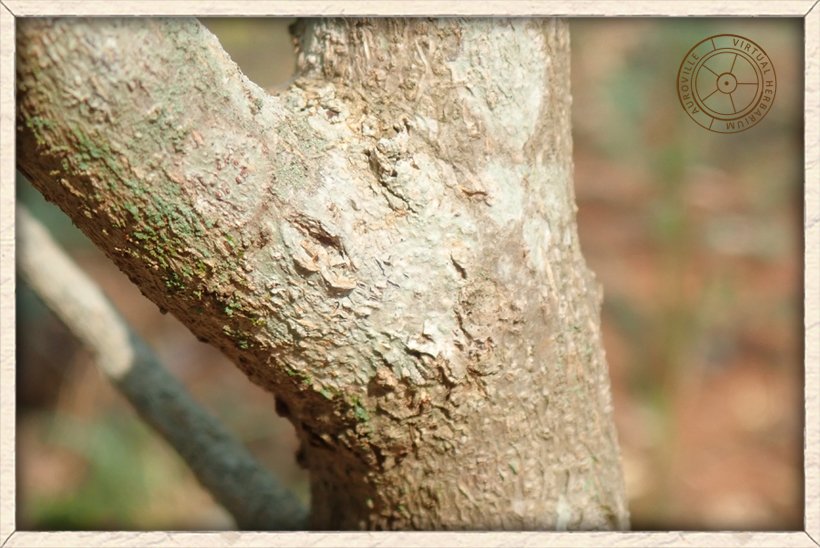 Phyllanthus pinnatus rough bark
