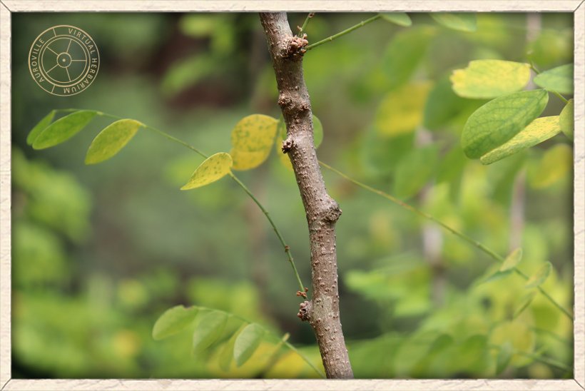 Phyllanthus pinnatus stem