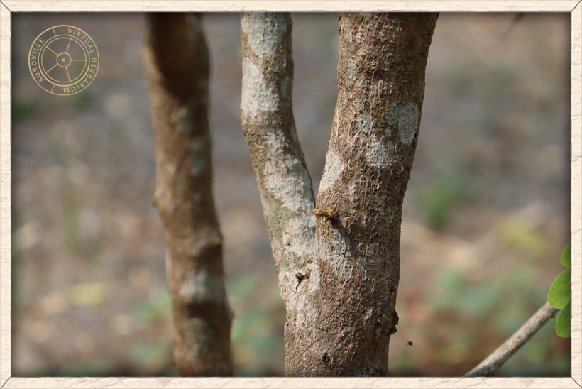 Phyllanthus pinnatus bark