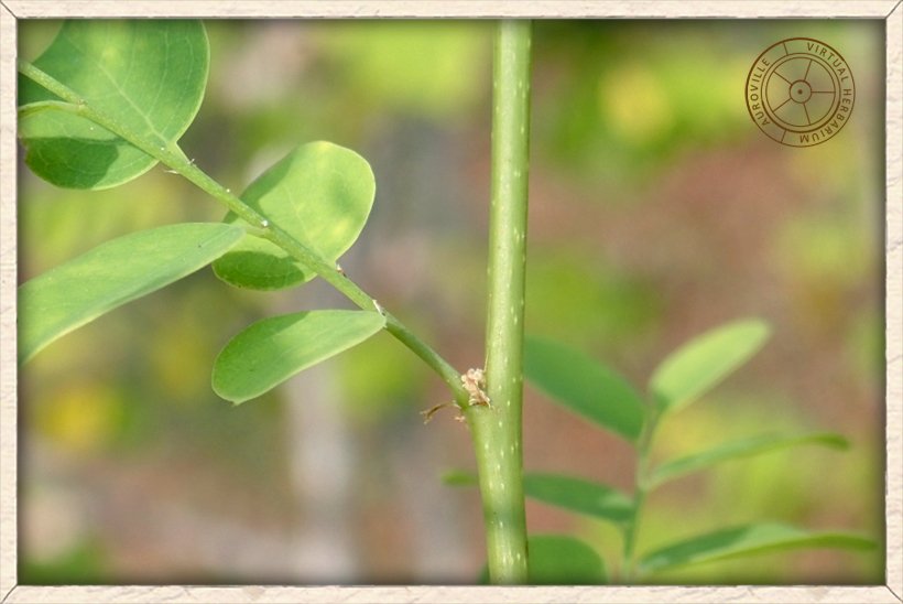 Phyllanthus pinnatus branchlet