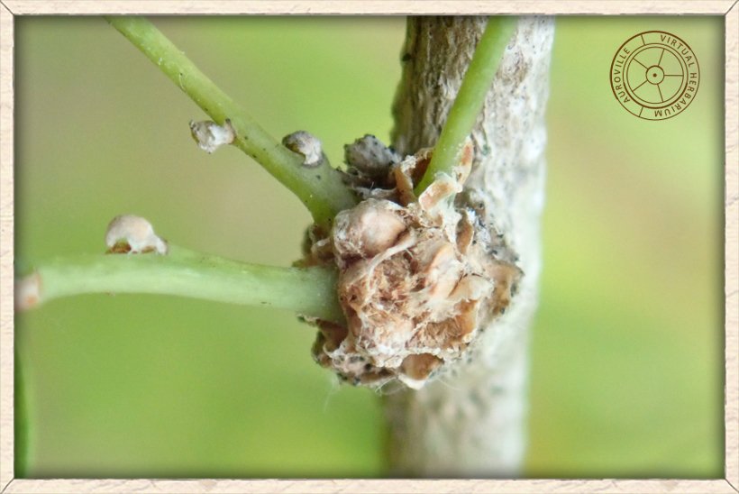 Phyllanthus pinnatus nodule at the base of lateral branchlets