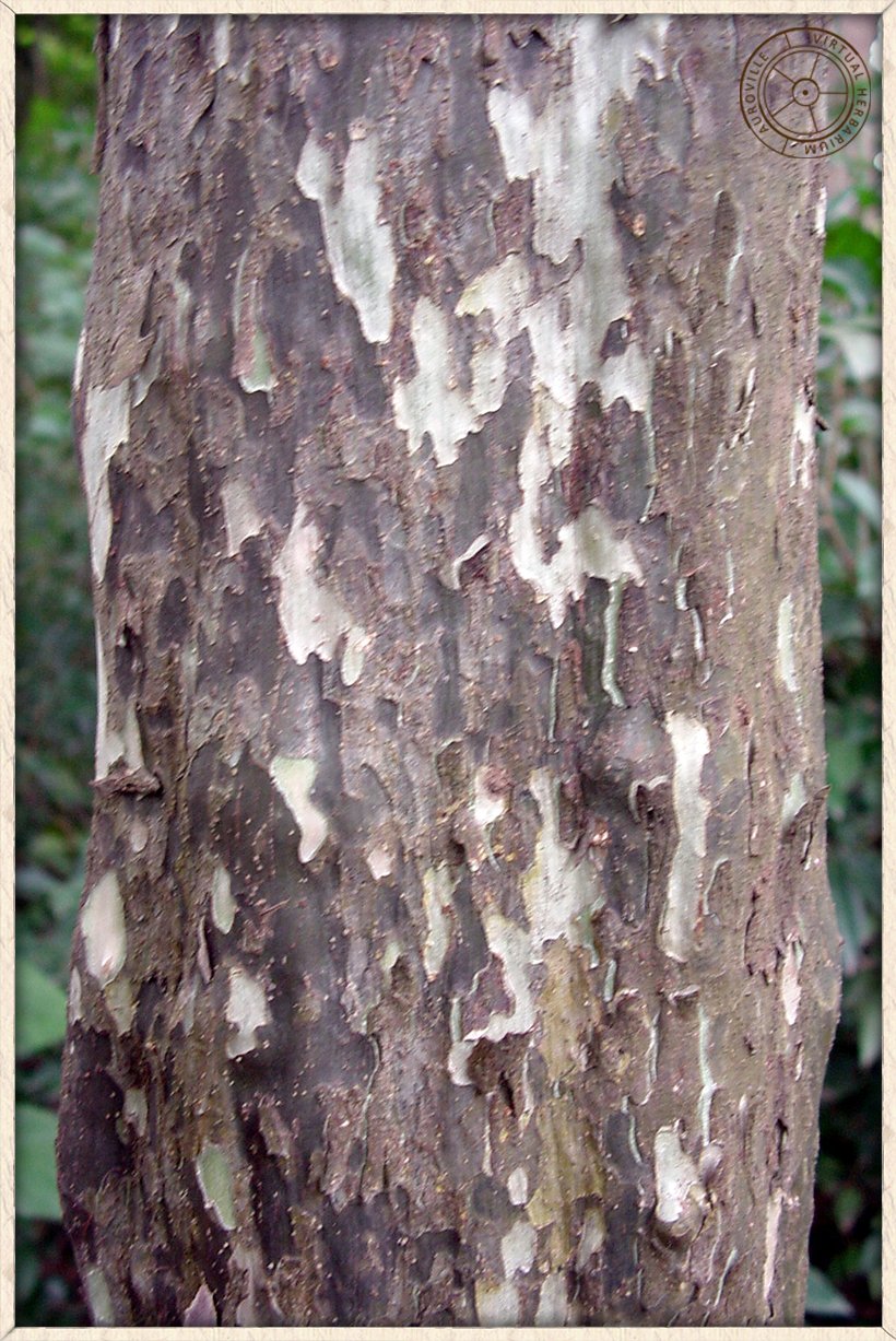 Phyllanthus racemosus papery bark of a mature tree