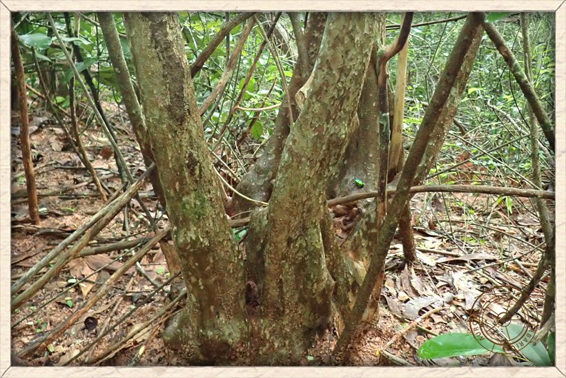 Phyllanthus racemosus multi-trunk