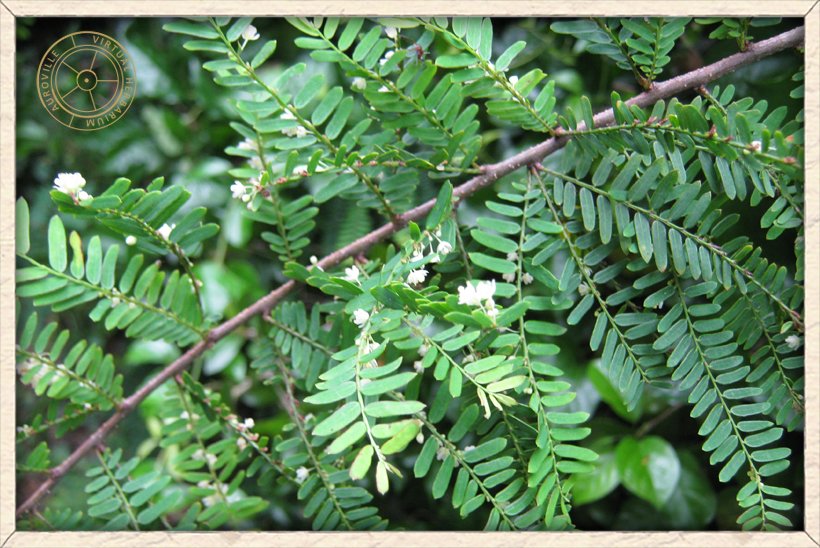 Phyllanthus racemosus stem