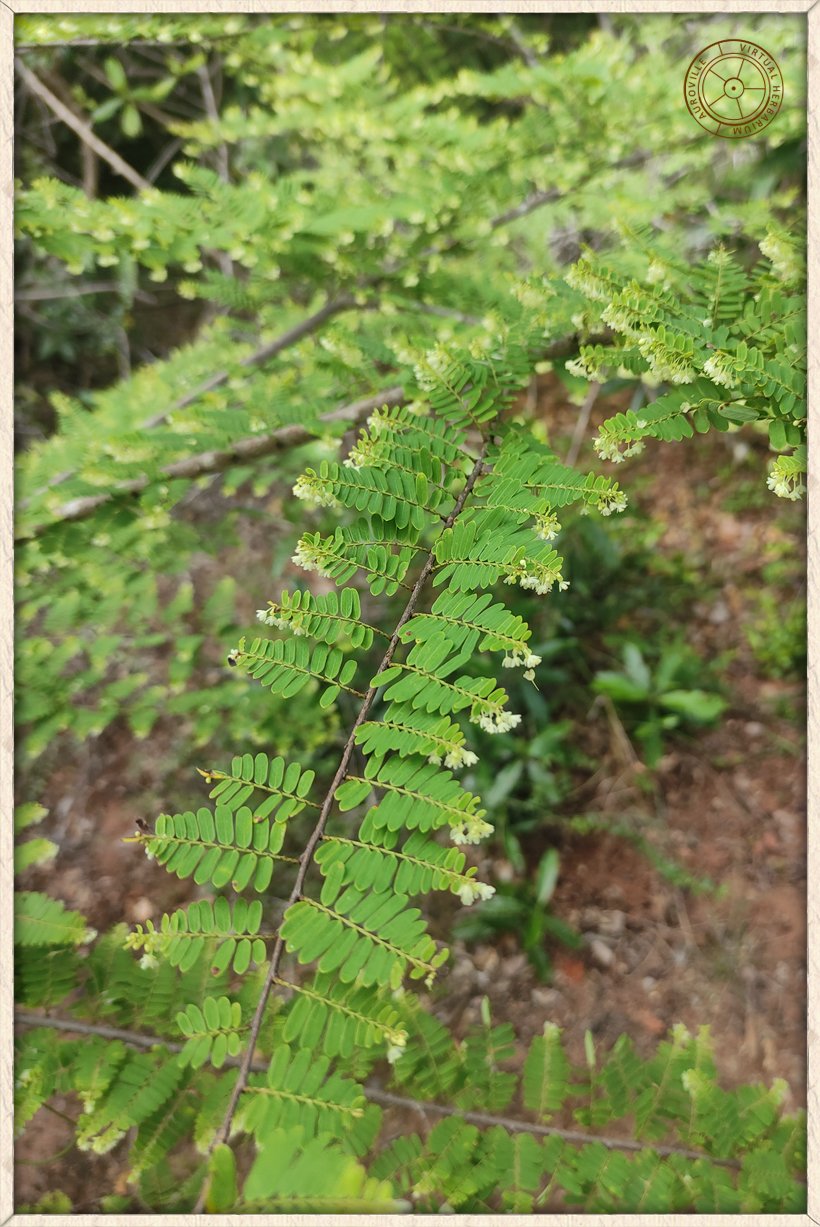 Phyllanthus racemosus dangling branch
