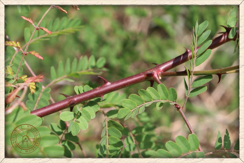 Pterolobium hexapetalum red young stem