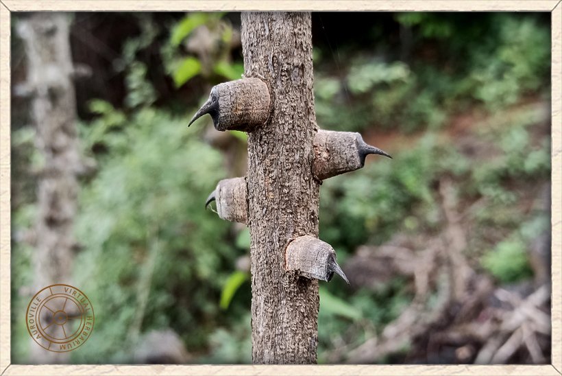 Pterolobium hexapetalum mature thorns with protuberance at its base