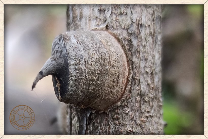 Pterolobium hexapetalum mature thorn